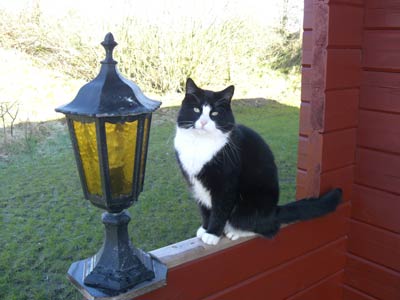 Die Hofkatze