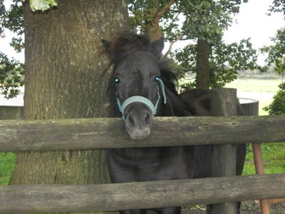 Eines der Ponys