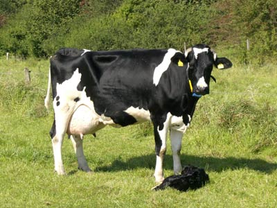 Kuh mit Kalb