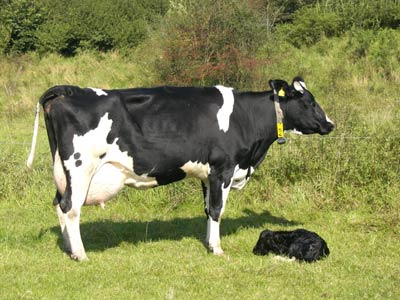 Kuh mit Kalb